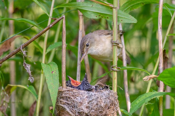 Reed warbler (Acrocephalus scirpaceus) feeding a common cuckoo (Cuculus canorus), Bas-Rhin, Alsace, Grand Est, France, Europe