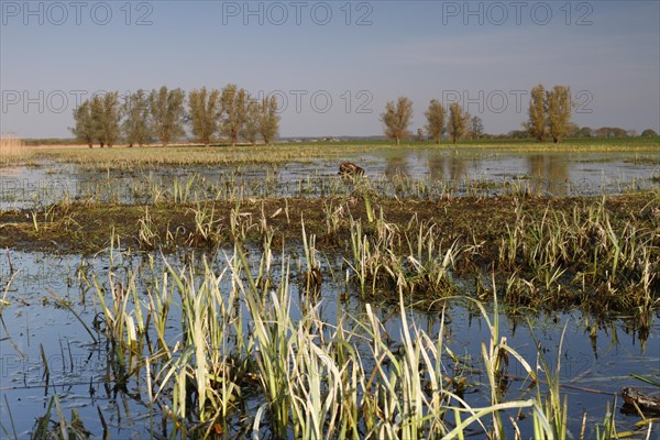 Wetland biotope in the Peene valley, waterlogged meadows, rare habitat for endangered plants and animals, Flusslandschaft Peenetal nature park Park, Mecklenburg-Western Pomerania, Germany, Europe