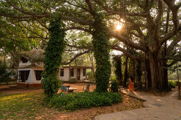 Banyan Tree, Central Guest House, future city Auroville, near Pondicherry or Puducherry, Tamil Nadu, India, Asia