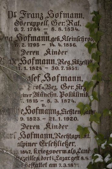 Gravestone with common ivy (Hedera helix), Munich, Bavaria, Germany, Europe