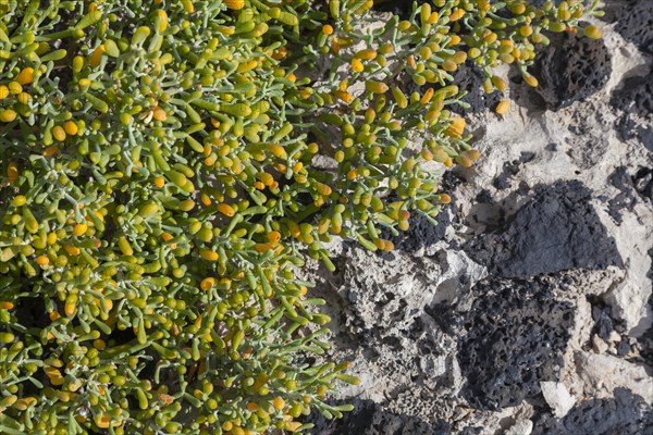 Desfontaines yokeleaf (Zygophyllum fontanesii), Fuerteventura, Canary Island, Spain, Europe