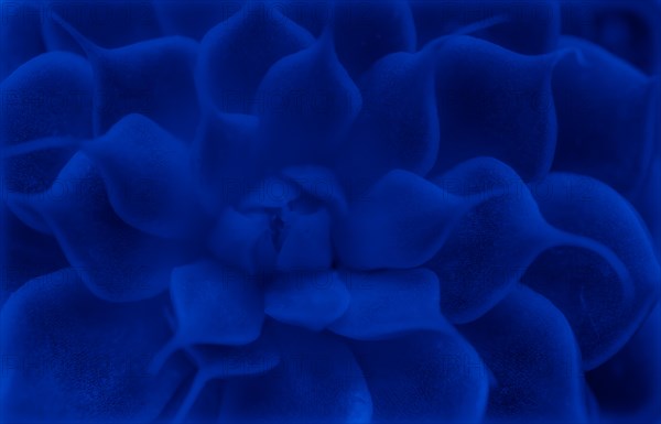 Macro of succulent cactus belonging to the family of Crassulaceae using creative iso through blue filter