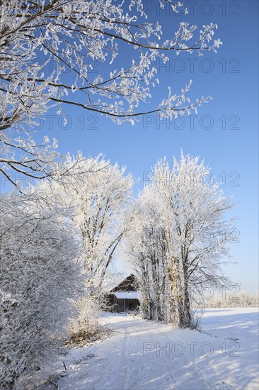Snowy winter landscape with path and barn near Polling an der Ammer. Polling, Paffenwinkel, Upper Bavaria, Germany, Europe