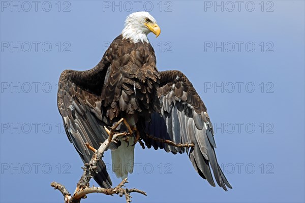 Bald eagle, USA, North America