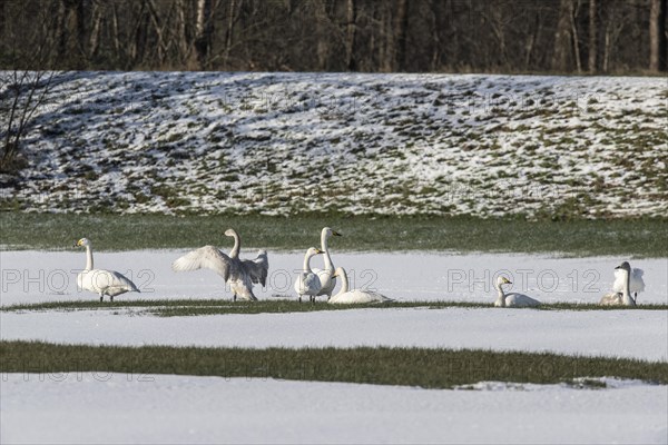 Tundra swans (Cygnus bewickii), Emsland, Lower Saxony, Germany, Europe