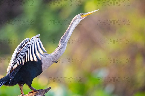 American darter (Anhinga anhinga) Pantanal Brazil