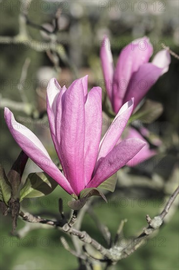 Magnolias (Magnolia), blossom, Baden-Wuerttemberg, Germany, Europe