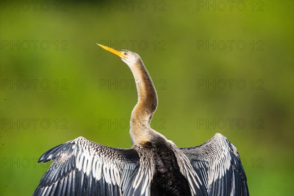 American darter (Anhinga anhinga) Pantanal Brazil