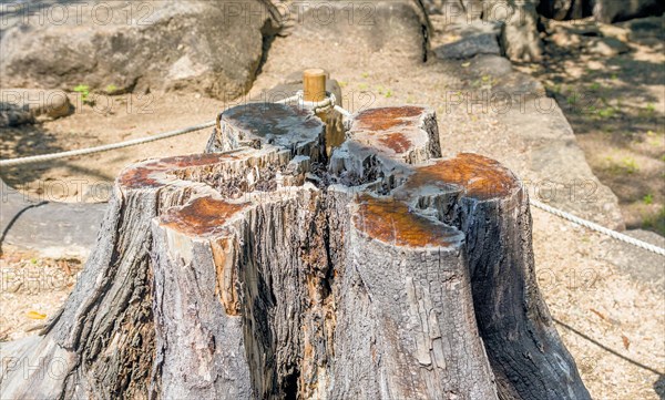 Closeup of ancient tree trunk in urban park in Hiroshima, Japan, Asia