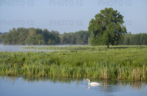 Wetland, wet meadow, water surface, mute swan (Cygnus olor), marsh iris (Iris pseudacorus) in bloom, English oak (Quercus robur), Barnbruchswiesen and Ilkerbruch nature reserve, Lower Saxony, Germany, Europe