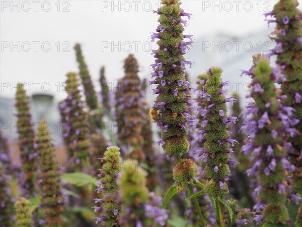 Skullcap purple flower Scutellaria suffrutescens