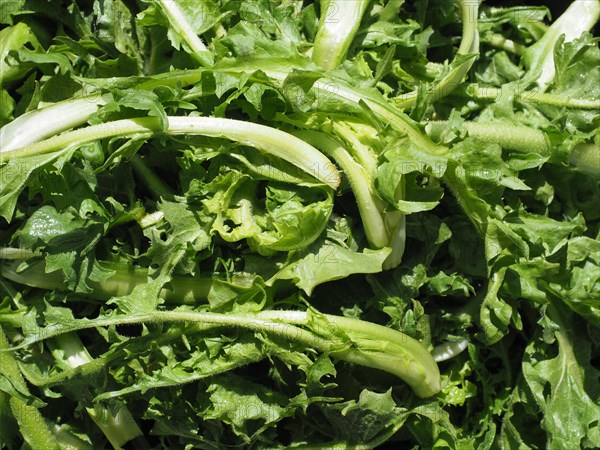 Common chicory salad leaves vegetables food