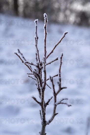 Branch covered in hoarfrost in heavy frost
