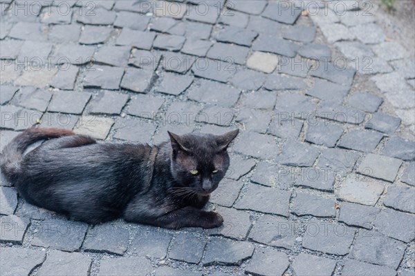 Black cat laying on cobblestone walkway in Istanbul, Tuerkiye