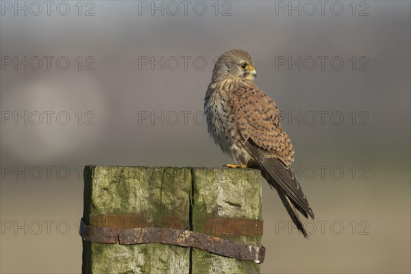 Common kestrel (Falco tinnunculus) adult male bird on a wooden fence post, Kent, England, United Kingdom, Europe