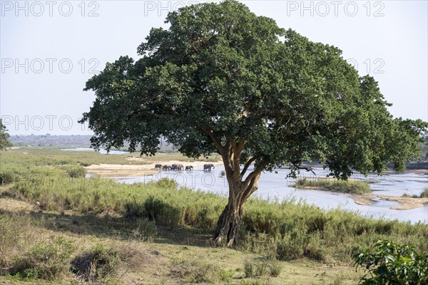 A large tree on the banks of the Sabie River with a herd of elephants (Loxodonta africana) in the background, near Lower Sabie Rest Camp, Kruger National Park, South Africa, Africa