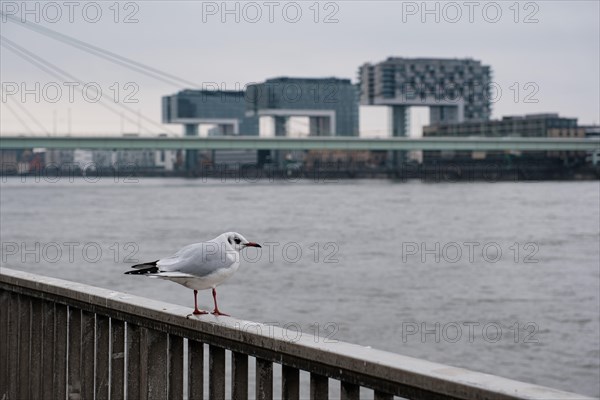 Seagull (Larinae) on the Rhine, behind it the crane houses, blurred background, Cologne, Germany, Europe