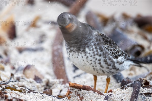 Purple sandpiper, Heligoland