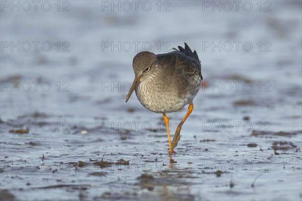 Common redshank (Tringa totanus) adult bird walking on a mudflat, Norfolk, England, United Kingdom, Europe