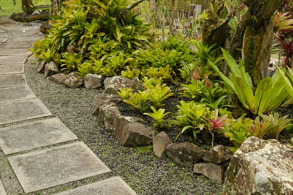 Orchid and bromeliad flower beds in botanical garden, selective focus, copy space, malaysia, Kuching orchid park