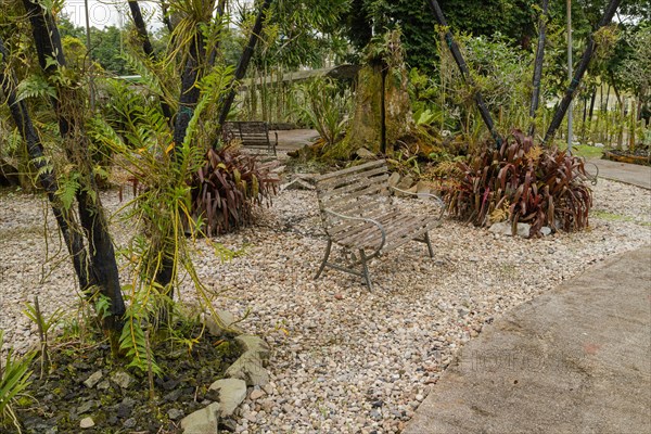 Orchid and bromeliad flower beds in botanical garden, selective focus, copy space, malaysia, Kuching orchid park