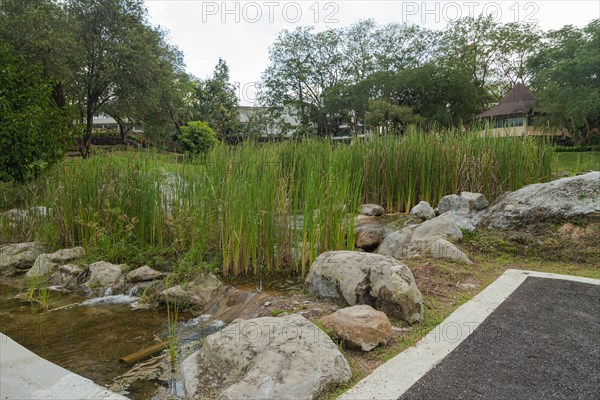 Retention pond with water plants in city park in Kuching, Malaysia, ecology, gardening, landscape design, lake, recycling, Asia