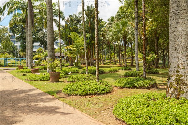 Palm collection in city park in Kuching, Malaysia, tropical garden with large trees and lawns, gardening, landscape design. Daytime with cloudy blue sky, Asia