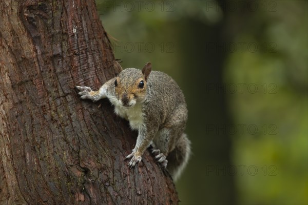 Grey squirrel (Sciurus carolinensis) adult animal on a tree trunk, Suffolk, England, United Kingdom, Europe