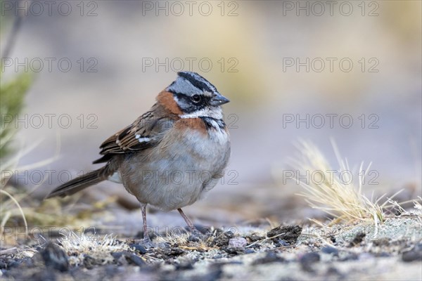 Rufous-collared sparrow