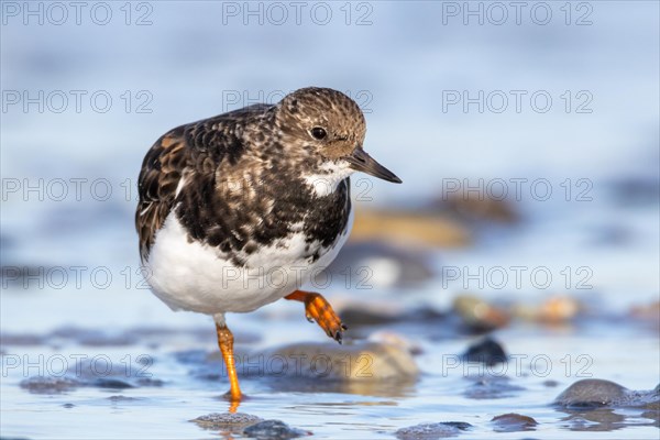 Ruddy turnstone