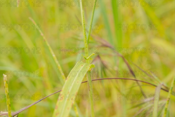 Small green praying mantis on grass, Bali, Indonesia, Travel, tropical, nature green background, Asia