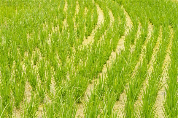 Rice terraces, Campuhan ridge walk, Bali, Indonesia, track on the hill with grass, large trees, jungle and rice fields. Travel, tropical, Ubud, Asia