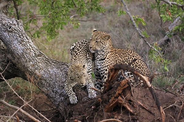 Leopard (Panthera pardus), adult, pair, alert, on tree trunk, Sabi Sand Game Reserve, Kruger NP, Kruger National Park, South Africa, Africa