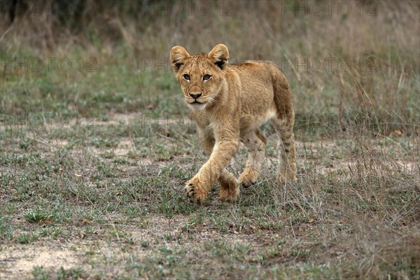 Lion (Panthera leo), young, stalking, alert, Sabi Sand Game Reserve, Kruger National Park, Kruger National Park, South Africa, Africa