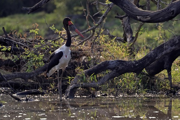 Saddle-billed stork (Ephippiorhynchus senegalensis), adult, foraging, in the water, Kruger National Park, Kruger National Park, South Africa, Africa