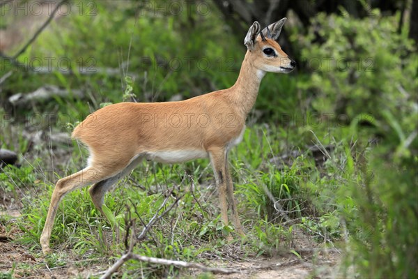 Steenbok (Raphicerus campestris), adult, male, foraging, vigilant, dwarf antelope, Kruger National Park, Kruger National Park, South Africa, Africa