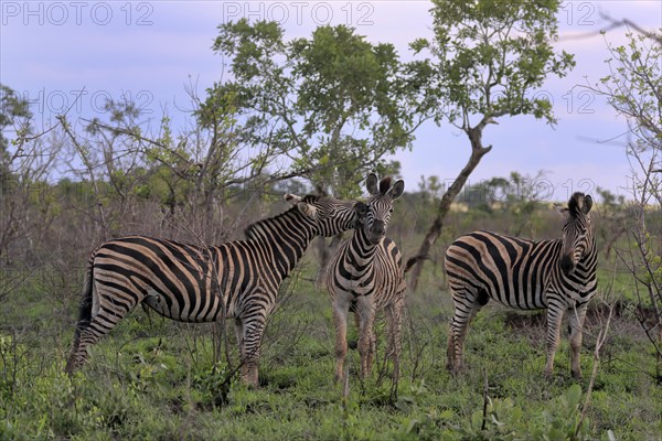 Burchell's zebra (Equus quagga burchelli), adult, group, three zebras, social behaviour, Kruger National Park, Kruger National Park, South Africa, Africa