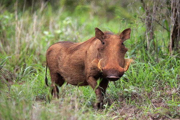 Warthog, (Phacochoerus aethiopicus), adult, foraging, alert, Kruger National Park, Kruger National Park, South Africa, Africa