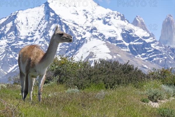 Guanaco (Llama guanicoe), Huanako, Torres del Paine National Park, Patagonia, End of the World, Chile, South America