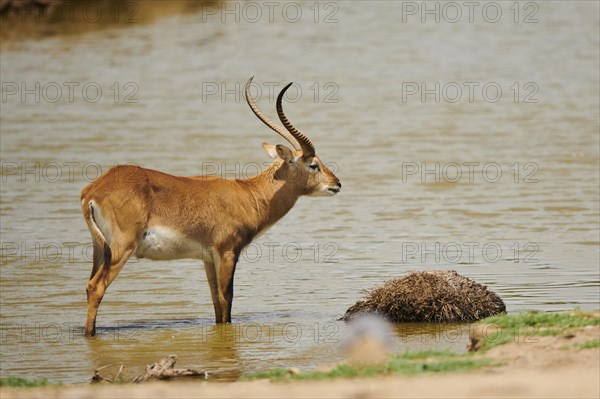 Southern lechwe (Kobus leche) in a waterhole in the dessert, captive, distribution Africa