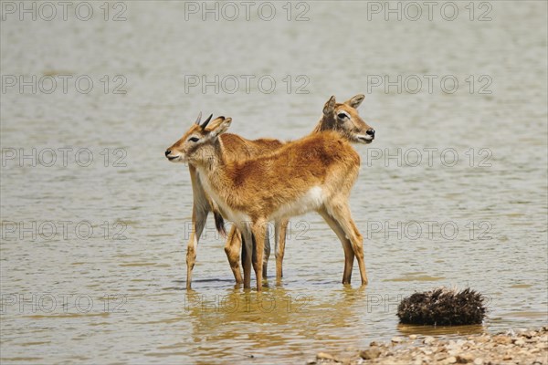 Southern lechwe (Kobus leche) in a waterhole in the dessert, captive, distribution Africa