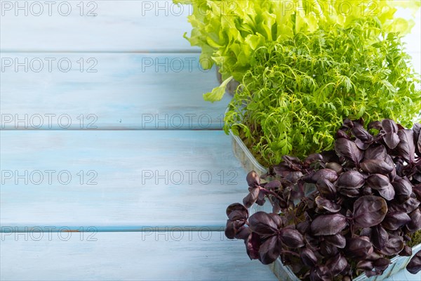 Set of boxes with microgreen sprouts of marigold, basil, lettuce on blue wooden background. Side view, copy space