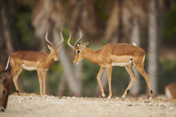 Impala (Aepyceros melampus), buck, walking in the dessert, captive, distribution Africa