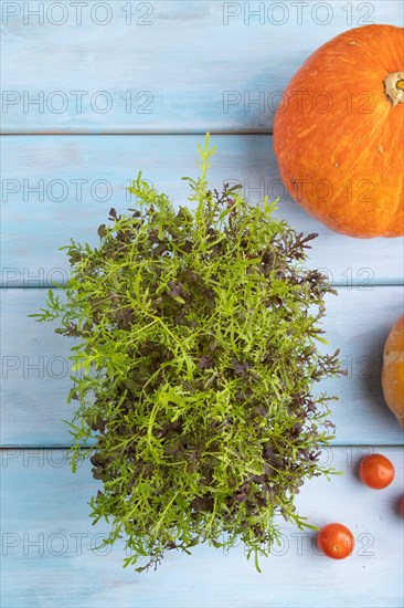 Microgreen sprouts of mizuna cabbage with pumpkin on blue wooden background. Top view, flat lay, close up