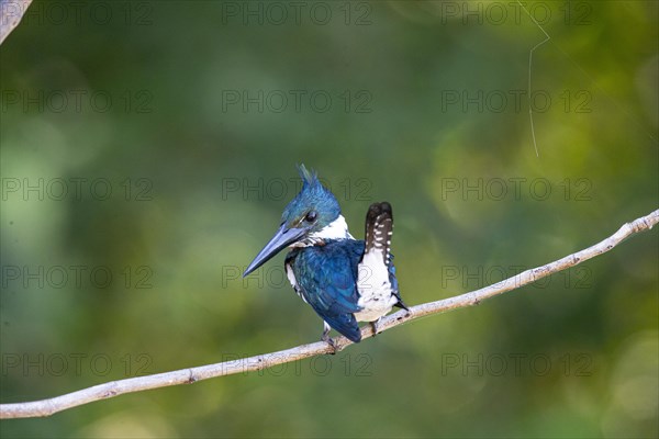 Amazon kingfisher (Chloroceryle amazona) Pantanal Brazil