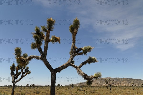 Joshua trees (Yucca brevifolia), Joshua Tree National Park, Palm Desert, Southern California, USA, North America
