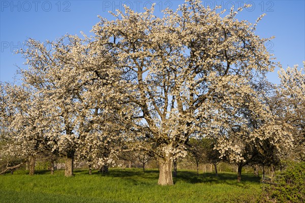 White blossoming fruit trees in a meadow in spring, the sky is blue, the sun is shining, it's evening, golden hour. Between Neckargemuend and Wiesenbach, Rhine-Neckar district, Kleiner Odenwald, Baden-Wuerttemberg, Germany, Europe