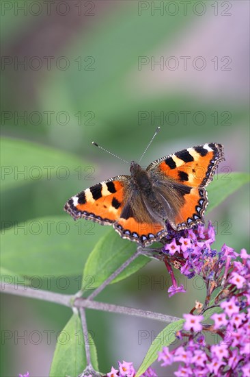 Small tortoiseshell (Aglais urticae), on summer lilac or butterfly-bush (Buddleja davidii), Wilden, North Rhine-Westphalia, Germany, Europe