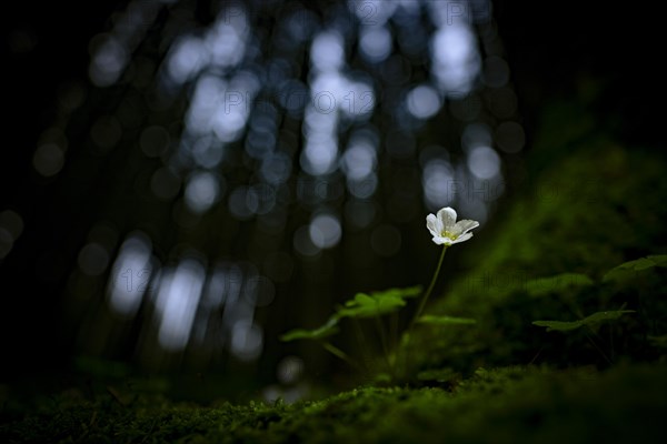 Common wood sorrel (Oxalis acetosella) with blurred forest in the background, Mindelheim, Bavaria, Germany, Europe