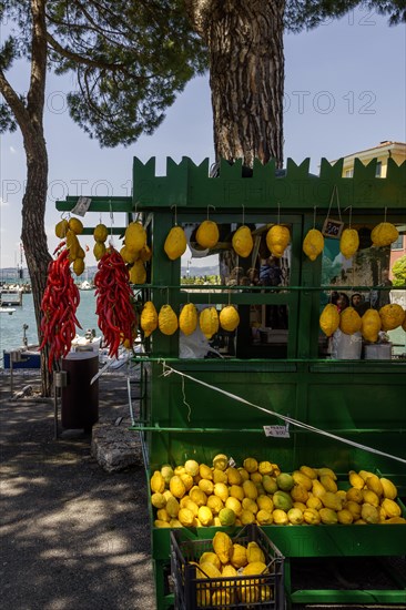 Stall with chilli peppers and lemon citrus (Citrus medica), Cedrat, Lake Garda, Sirmione, Province of Brescia, Lombardy, Italy, Europe